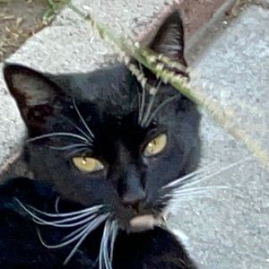 Meet your Posher, Paige